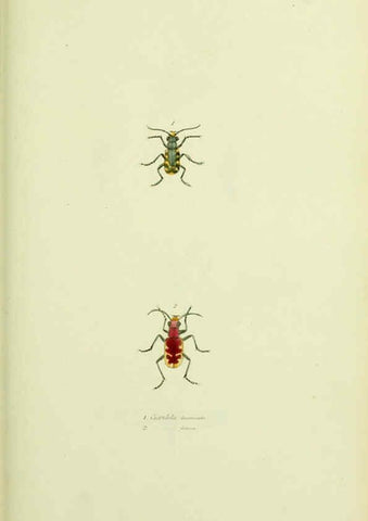 Reproducción/Reproduction 6026026255: American entomology. v.1. Boston :Estes & Lauriat,[1859?] 