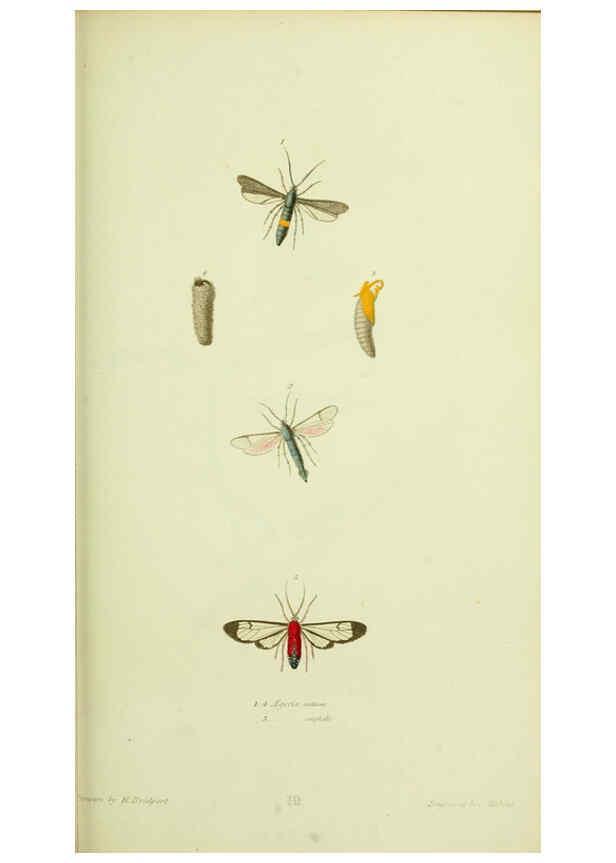 Reproducción/Reproduction 6026581508: American entomology. v.1. Boston :Estes & Lauriat,[1859?] 