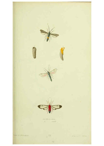 Reproducción/Reproduction 6026581508: American entomology. v.1. Boston :Estes & Lauriat,[1859?] 