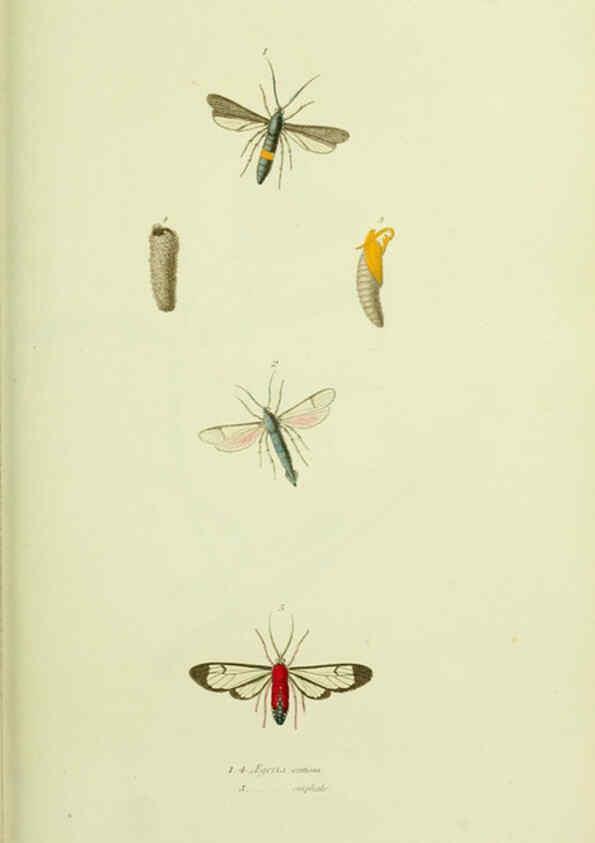 Reproducción/Reproduction 6026581508: American entomology. v.1. Boston :Estes & Lauriat,[1859?] 