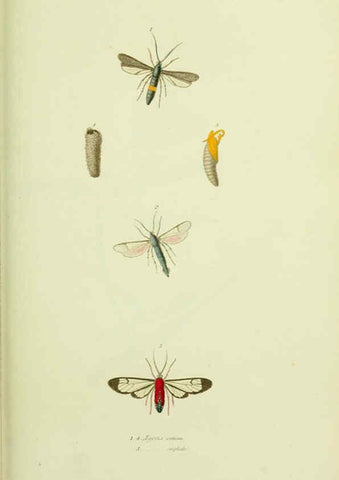 Reproducción/Reproduction 6026581508: American entomology. v.1. Boston :Estes & Lauriat,[1859?] 