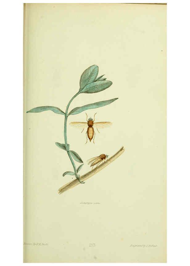 Reproducción/Reproduction 6026026743: American entomology. v.1. Boston :Estes & Lauriat,[1859?] 