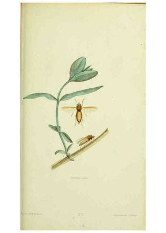Reproducción/Reproduction 6026026743: American entomology. v.1. Boston :Estes & Lauriat,[1859?] 