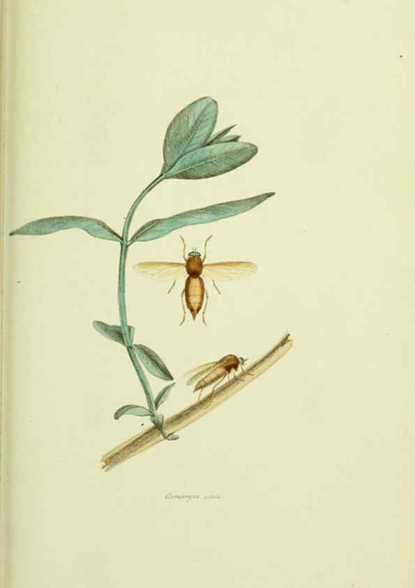 Reproducción/Reproduction 6026026743: American entomology. v.1. Boston :Estes & Lauriat,[1859?] 
