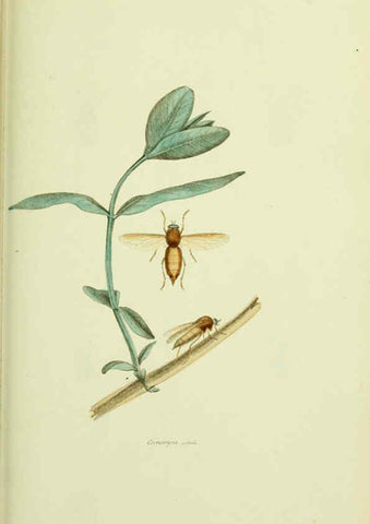 Reproducción/Reproduction 6026026743: American entomology. v.1. Boston :Estes & Lauriat,[1859?] 