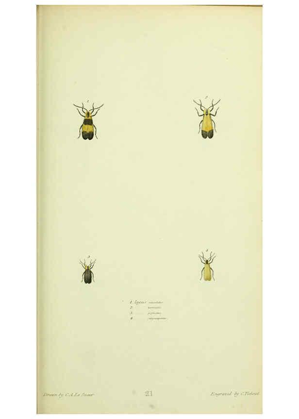 Reproducción/Reproduction 6026582048: American entomology. v.1. Boston :Estes & Lauriat,[1859?] 