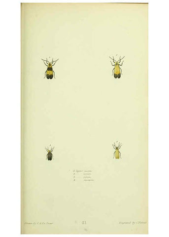 Reproducción/Reproduction 6026582048: American entomology. v.1. Boston :Estes & Lauriat,[1859?] 