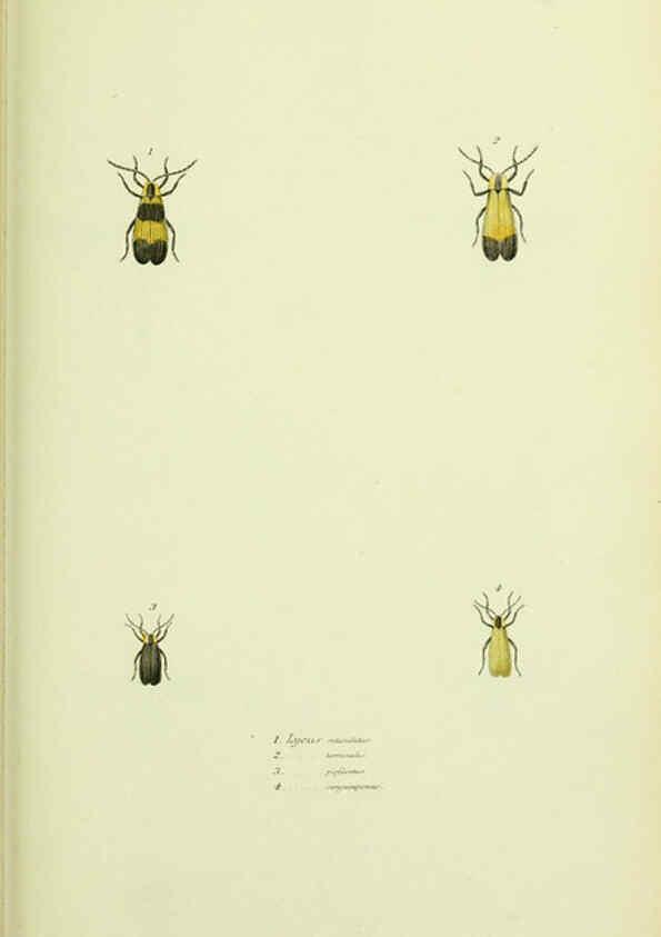Reproducción/Reproduction 6026582048: American entomology. v.1. Boston :Estes & Lauriat,[1859?] 