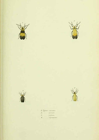 Reproducción/Reproduction 6026582048: American entomology. v.1. Boston :Estes & Lauriat,[1859?] 