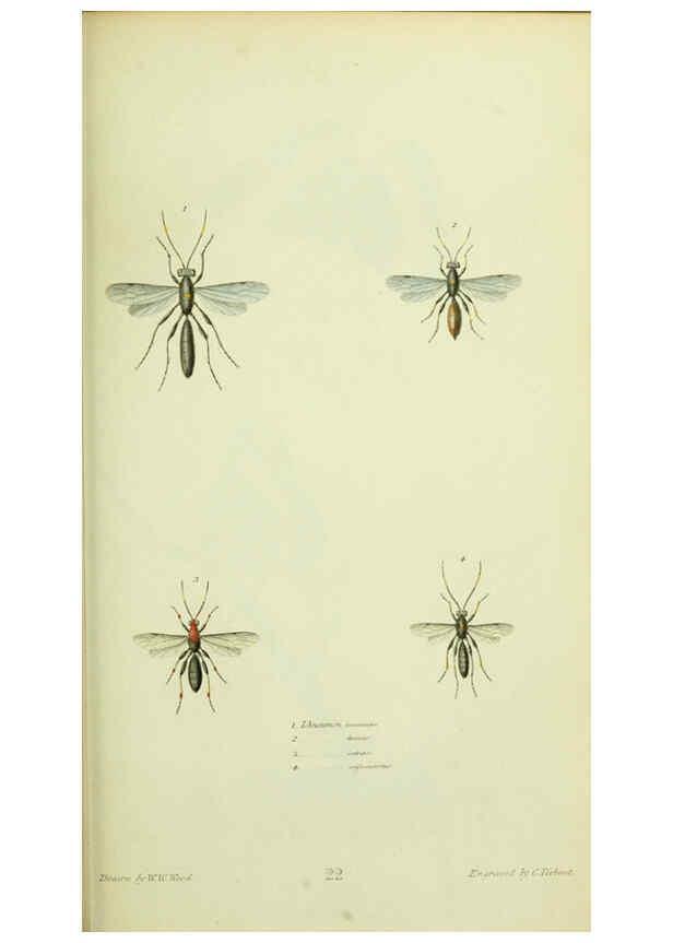 Reproducción/Reproduction 6026582350: American entomology. v.1. Boston :Estes & Lauriat,[1859?] 