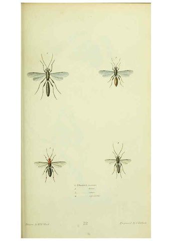 Reproducción/Reproduction 6026582350: American entomology. v.1. Boston :Estes & Lauriat,[1859?] 