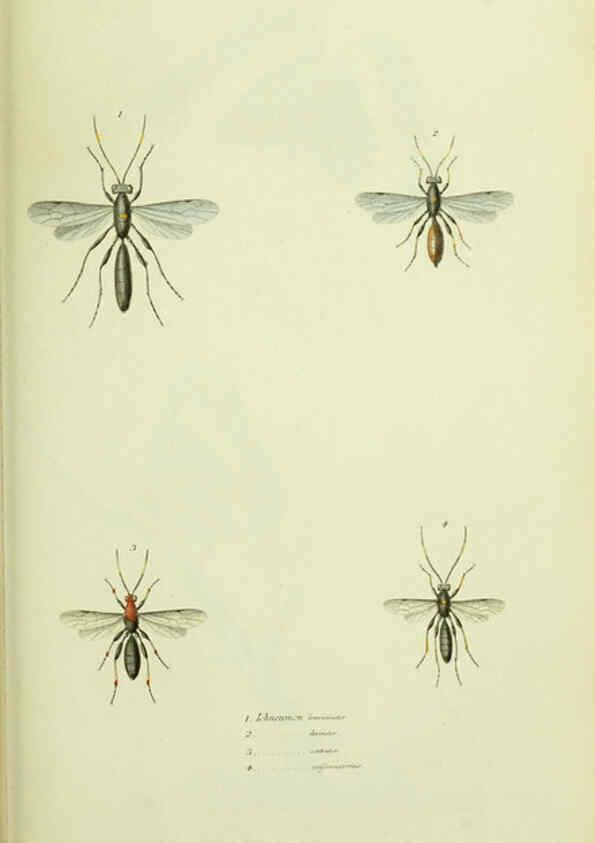Reproducción/Reproduction 6026582350: American entomology. v.1. Boston :Estes & Lauriat,[1859?] 