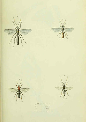 Reproducción/Reproduction 6026582350: American entomology. v.1. Boston :Estes & Lauriat,[1859?] 