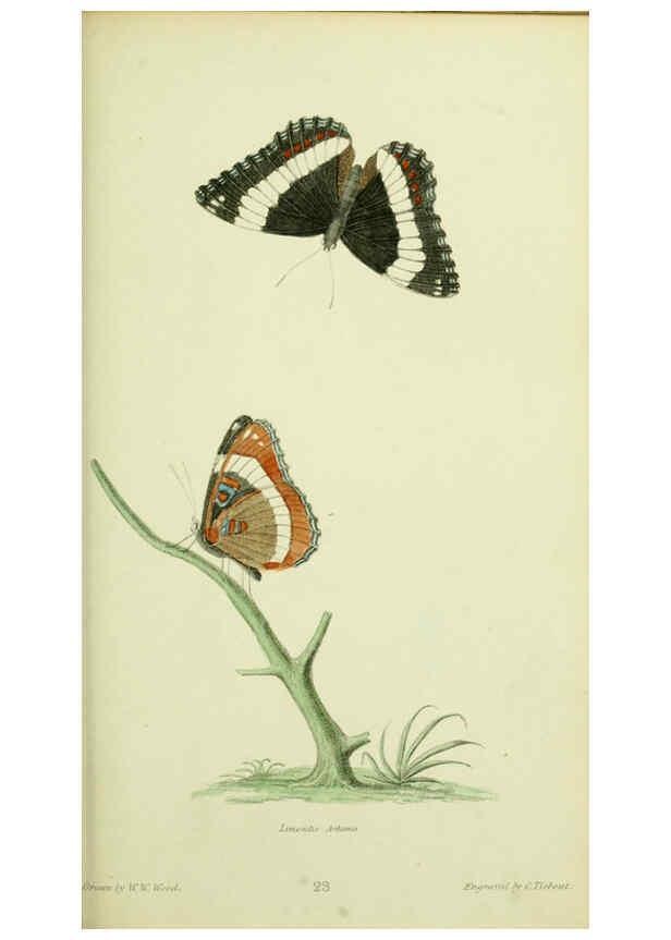 Reproducción/Reproduction 6026582606: American entomology. v.1. Boston :Estes & Lauriat,[1859?] 