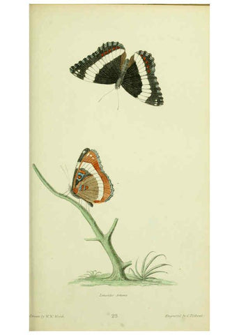 Reproducción/Reproduction 6026582606: American entomology. v.1. Boston :Estes & Lauriat,[1859?] 