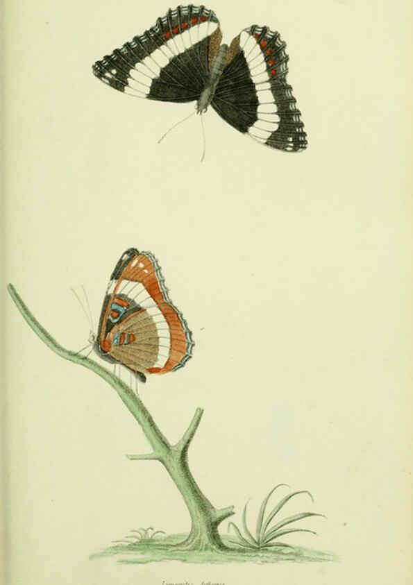 Reproducción/Reproduction 6026582606: American entomology. v.1. Boston :Estes & Lauriat,[1859?] 