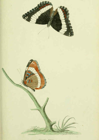 Reproducción/Reproduction 6026582606: American entomology. v.1. Boston :Estes & Lauriat,[1859?] 
