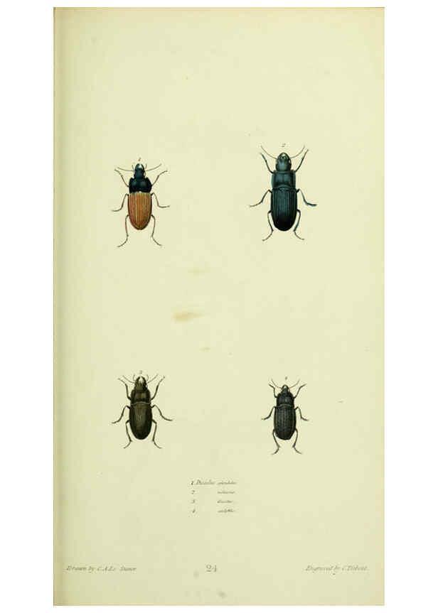 Reproducción/Reproduction 6026027831: American entomology. v.1. Boston :Estes & Lauriat,[1859?] 