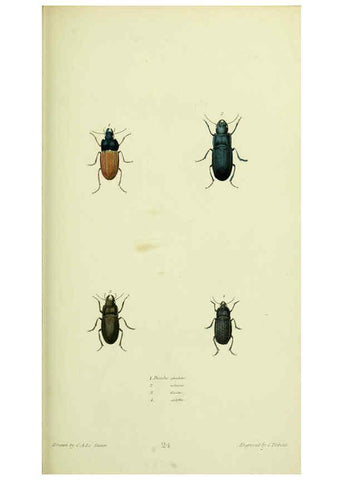 Reproducción/Reproduction 6026027831: American entomology. v.1. Boston :Estes & Lauriat,[1859?] 