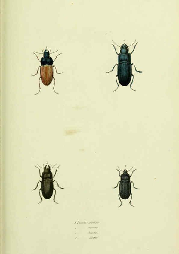 Reproducción/Reproduction 6026027831: American entomology. v.1. Boston :Estes & Lauriat,[1859?] 