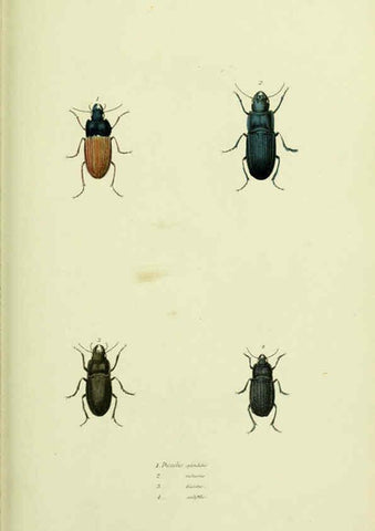 Reproducción/Reproduction 6026027831: American entomology. v.1. Boston :Estes & Lauriat,[1859?] 