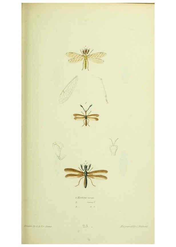 Reproducción/Reproduction 6026028199: American entomology. v.1. Boston :Estes & Lauriat,[1859?] 