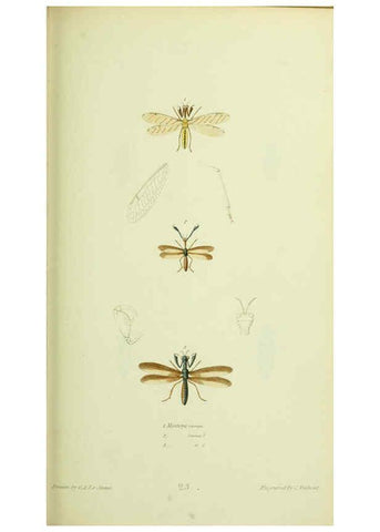 Reproducción/Reproduction 6026028199: American entomology. v.1. Boston :Estes & Lauriat,[1859?] 