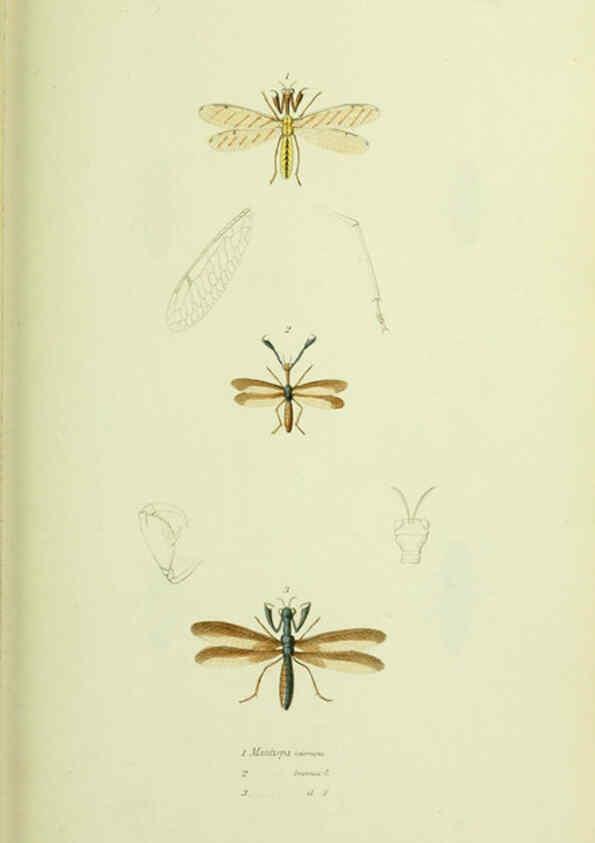 Reproducción/Reproduction 6026028199: American entomology. v.1. Boston :Estes & Lauriat,[1859?] 