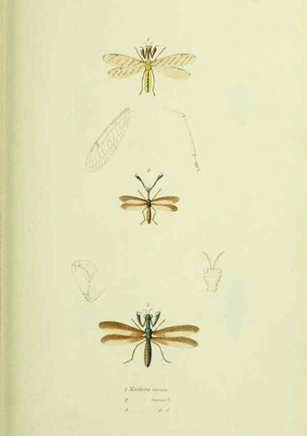 Reproducción/Reproduction 6026028199: American entomology. v.1. Boston :Estes & Lauriat,[1859?] 