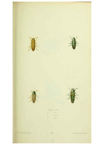 Reproducción/Reproduction 6026028651: American entomology. v.1. Boston :Estes & Lauriat,[1859?] 