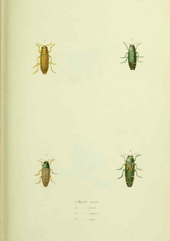 Reproducción/Reproduction 6026028651: American entomology. v.1. Boston :Estes & Lauriat,[1859?] 