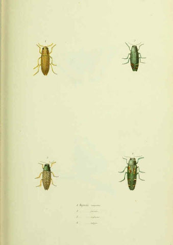 Reproducción/Reproduction 6026028651: American entomology. v.1. Boston :Estes & Lauriat,[1859?] 
