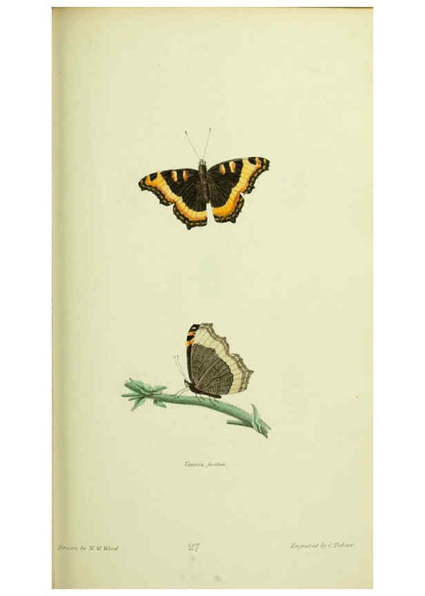 Reproducción/Reproduction 6026583978: American entomology. v.1. Boston :Estes & Lauriat,[1859?] 