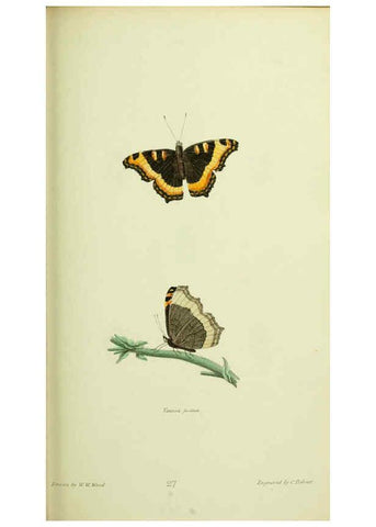 Reproducción/Reproduction 6026583978: American entomology. v.1. Boston :Estes & Lauriat,[1859?] 