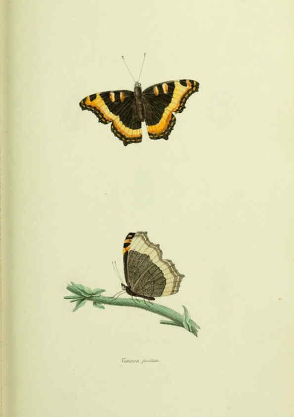 Reproducción/Reproduction 6026583978: American entomology. v.1. Boston :Estes & Lauriat,[1859?] 