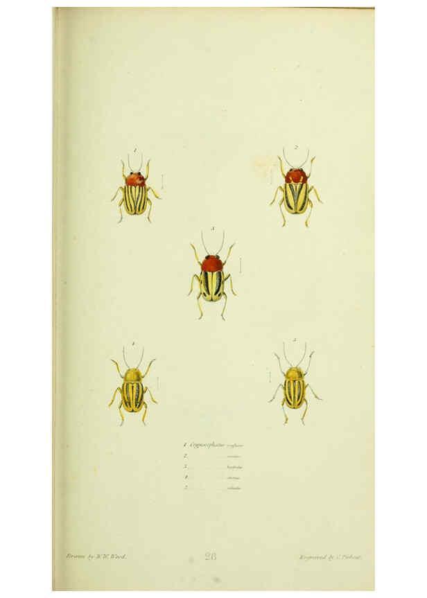Reproducción/Reproduction 6026029235: American entomology. v.1. Boston :Estes & Lauriat,[1859?] 