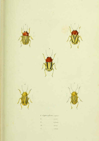 Reproducción/Reproduction 6026029235: American entomology. v.1. Boston :Estes & Lauriat,[1859?] 