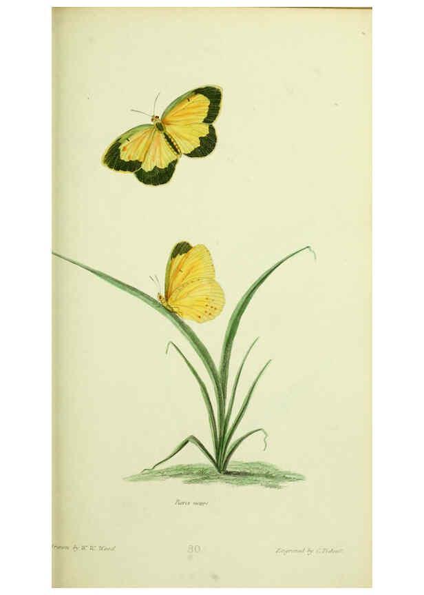 Reproducción/Reproduction 6026584948: American entomology. v.1. Boston :Estes & Lauriat,[1859?] 