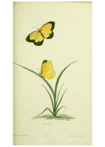 Reproducción/Reproduction 6026584948: American entomology. v.1. Boston :Estes & Lauriat,[1859?] 