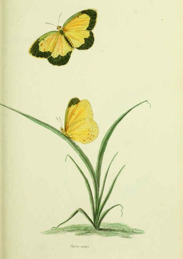 Reproducción/Reproduction 6026584948: American entomology. v.1. Boston :Estes & Lauriat,[1859?] 