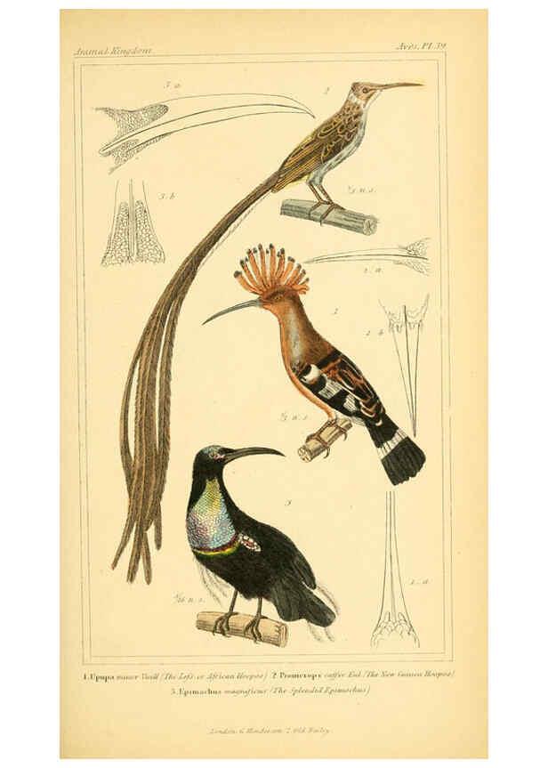 Reproducción/Reproduction 6026181248: The animal kingdom, arranged according to its organization, serving as a foundation for the natural history of animals. v.1 plates. London :G. Henderson,1834-1837