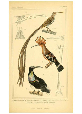 Reproducción/Reproduction 6026181248: The animal kingdom, arranged according to its organization, serving as a foundation for the natural history of animals. v.1 plates. London :G. Henderson,1834-1837