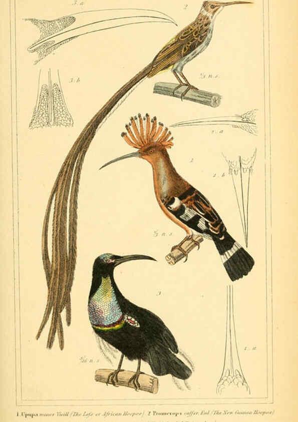 Reproducción/Reproduction 6026181248: The animal kingdom, arranged according to its organization, serving as a foundation for the natural history of animals. v.1 plates. London :G. Henderson,1834-1837