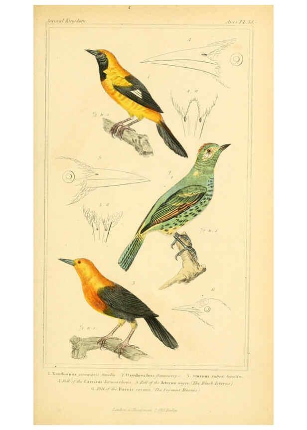 Reproducción/Reproduction 6026180926: The animal kingdom, arranged according to its organization, serving as a foundation for the natural history of animals. v.1 plates. London :G. Henderson,1834-1837
