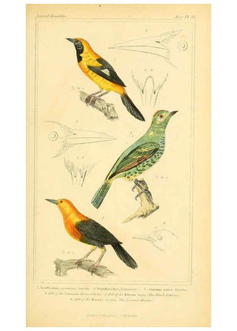 Reproducción/Reproduction 6026180926: The animal kingdom, arranged according to its organization, serving as a foundation for the natural history of animals. v.1 plates. London :G. Henderson,1834-1837