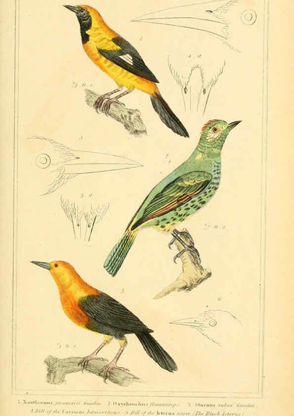 Reproducción/Reproduction 6026180926: The animal kingdom, arranged according to its organization, serving as a foundation for the natural history of animals. v.1 plates. London :G. Henderson,1834-1837