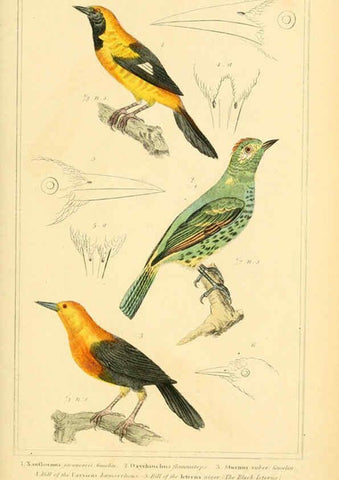 Reproducción/Reproduction 6026180926: The animal kingdom, arranged according to its organization, serving as a foundation for the natural history of animals. v.1 plates. London :G. Henderson,1834-1837