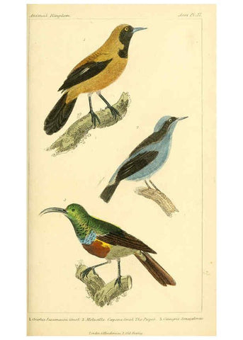 Reproducción/Reproduction 6026180722: The animal kingdom, arranged according to its organization, serving as a foundation for the natural history of animals. v.1 plates. London :G. Henderson,1834-1837