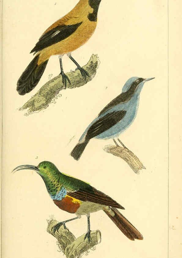 Reproducción/Reproduction 6026180722: The animal kingdom, arranged according to its organization, serving as a foundation for the natural history of animals. v.1 plates. London :G. Henderson,1834-1837