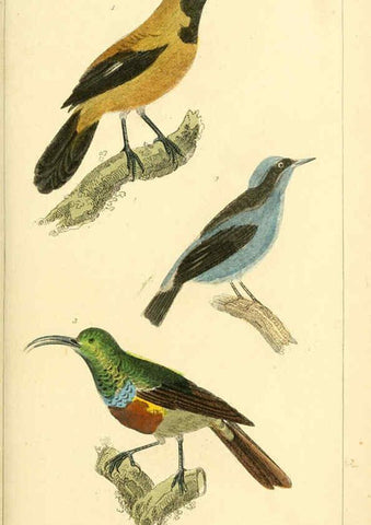 Reproducción/Reproduction 6026180722: The animal kingdom, arranged according to its organization, serving as a foundation for the natural history of animals. v.1 plates. London :G. Henderson,1834-1837
